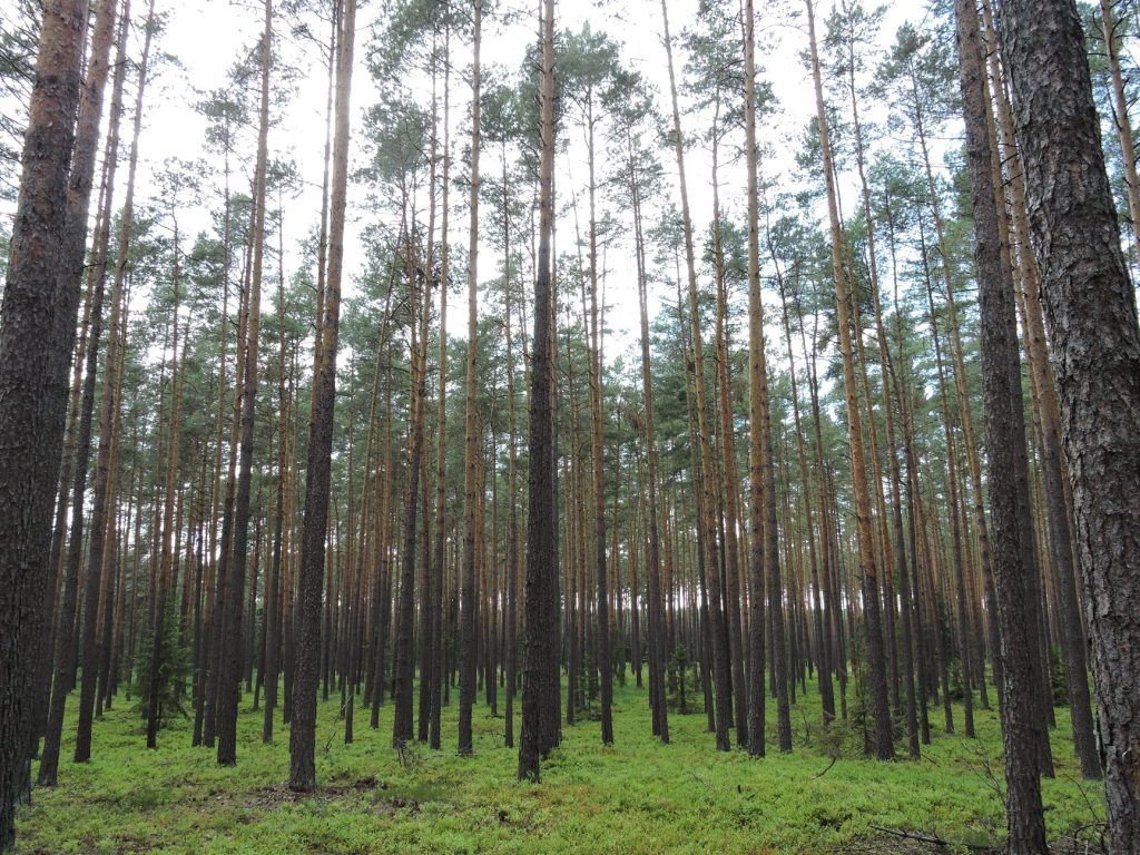 buddyjski ośrodek medytacyjny